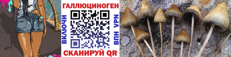 shop телеграм  Малая Вишера  Галлюциногенные грибы Psilocybine cubensis 